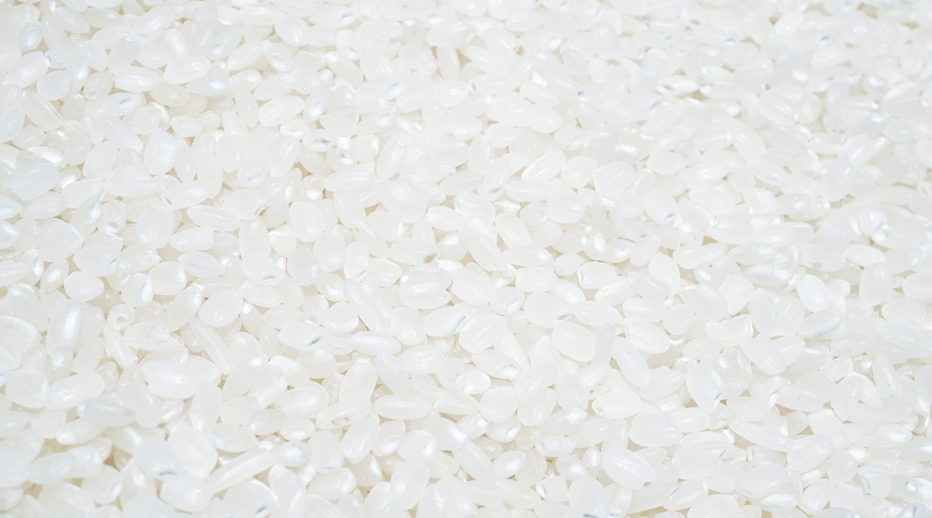Gạo trắng Japonica 5% tấm